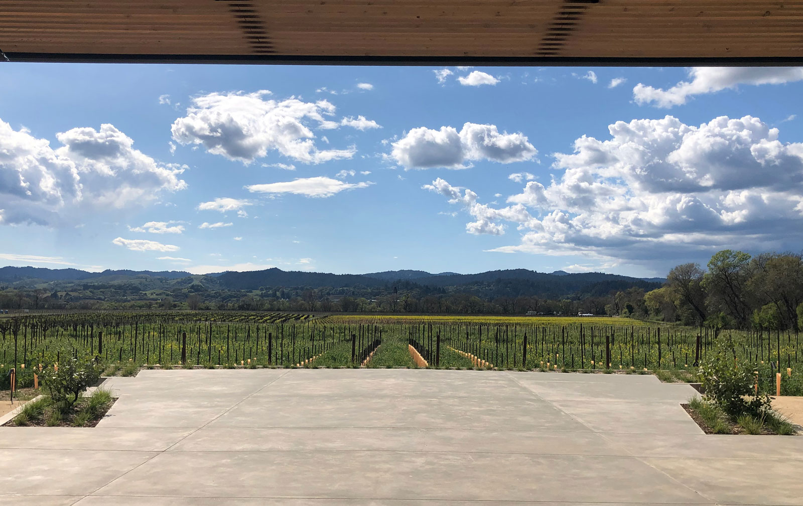 Blue skies over vineyards